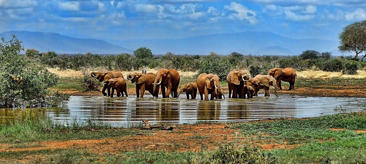 A family of elephants gathers at a sunlit waterhole in South Africa