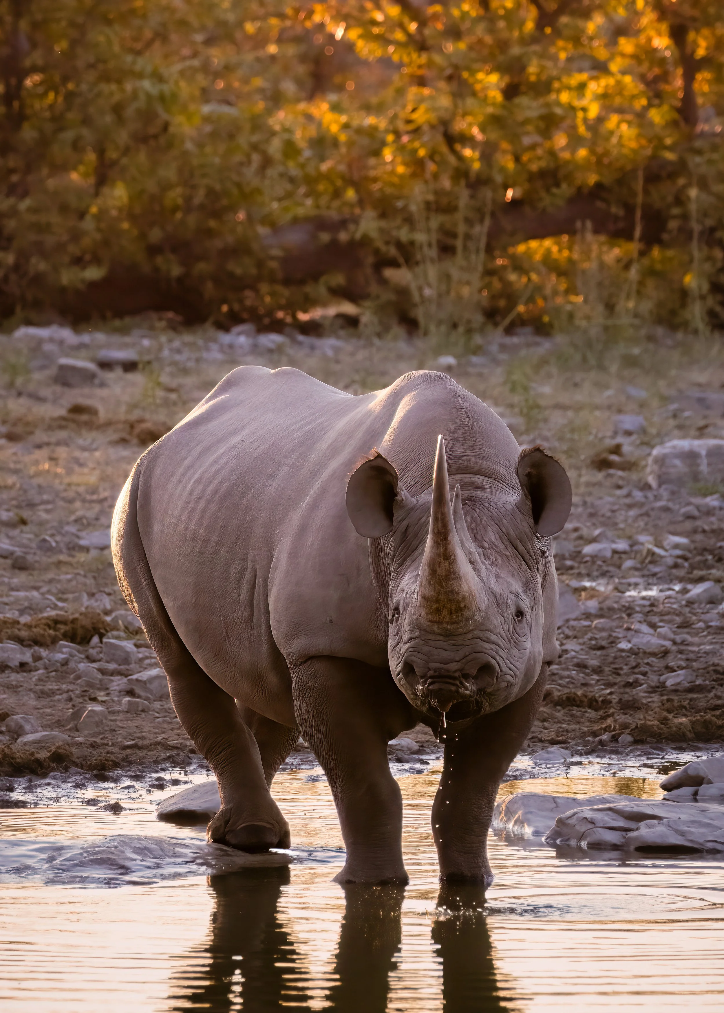 Rhino grazing on the savannah during an African Safari