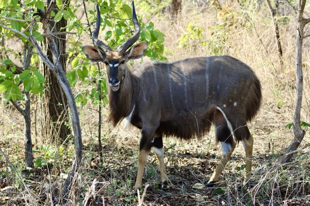 A kudu antelope standing among trees and dry grass in a wooded area.