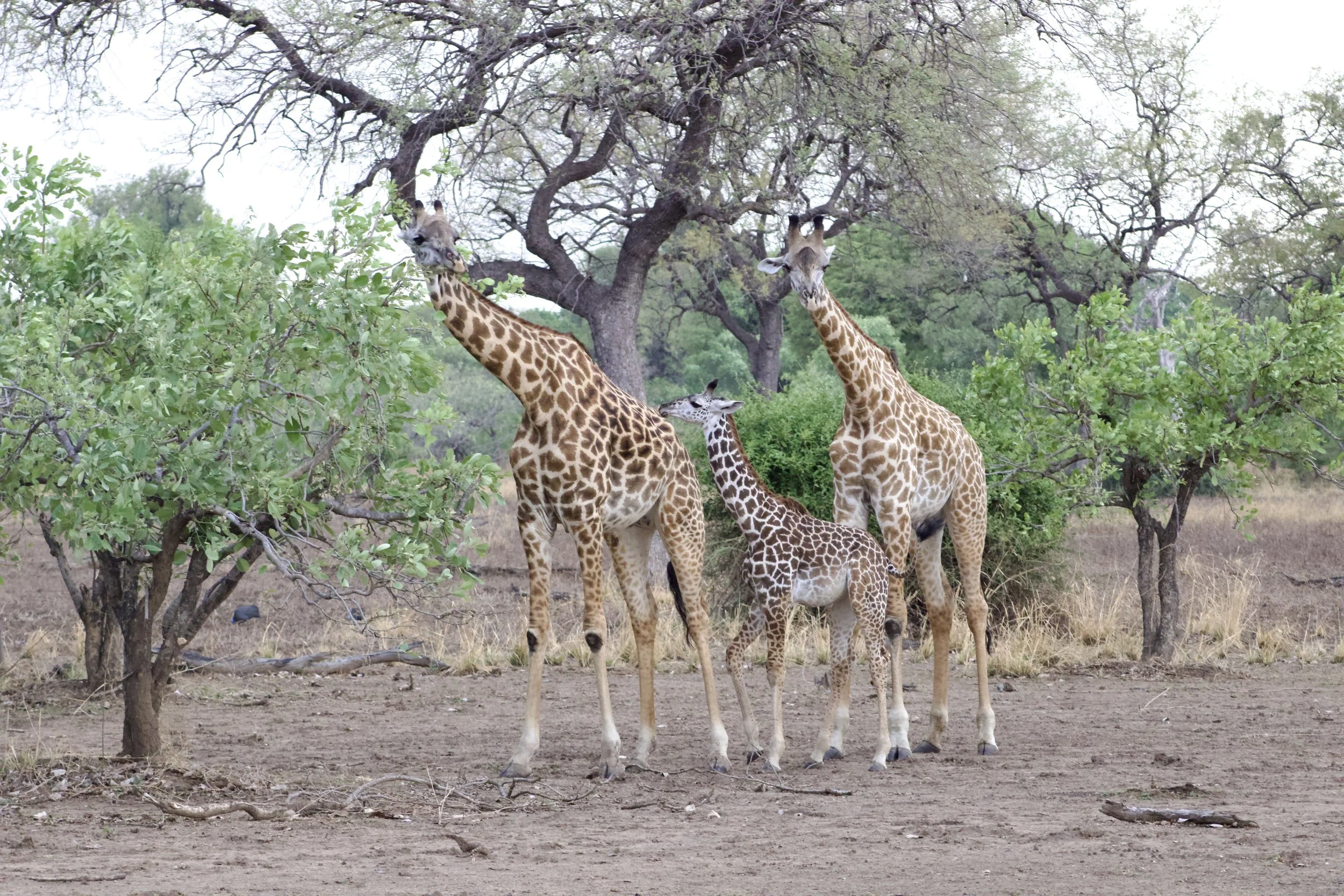A group of four giraffes, including an adult, a juvenile, and two younger giraffes, standing on dry ground amidst trees and shrubs in a savanna landscape.