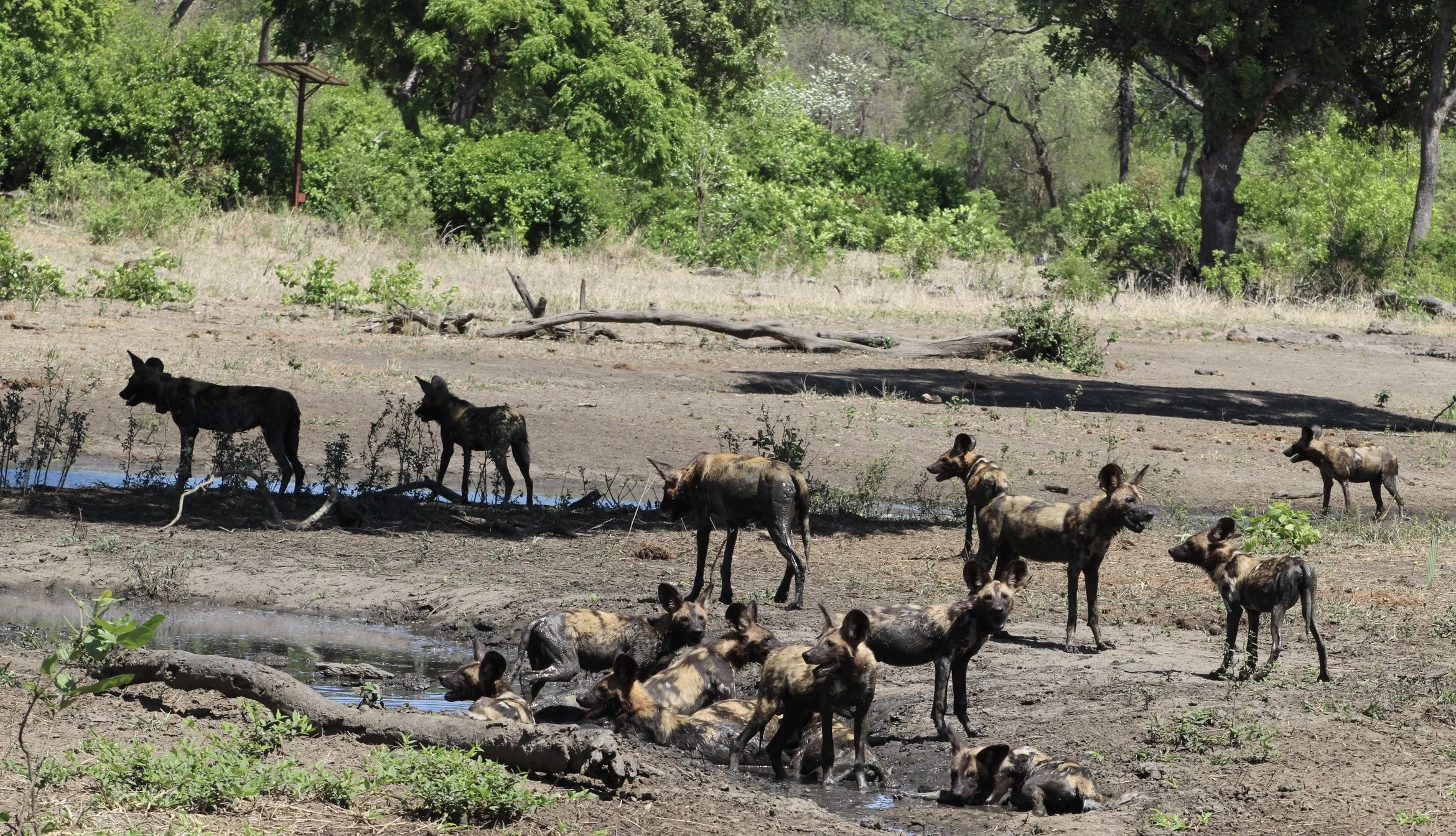 A pack of African wild dogs near a watering hole, with some puppies and adults in a dry, grassy landscape with green trees in the background.