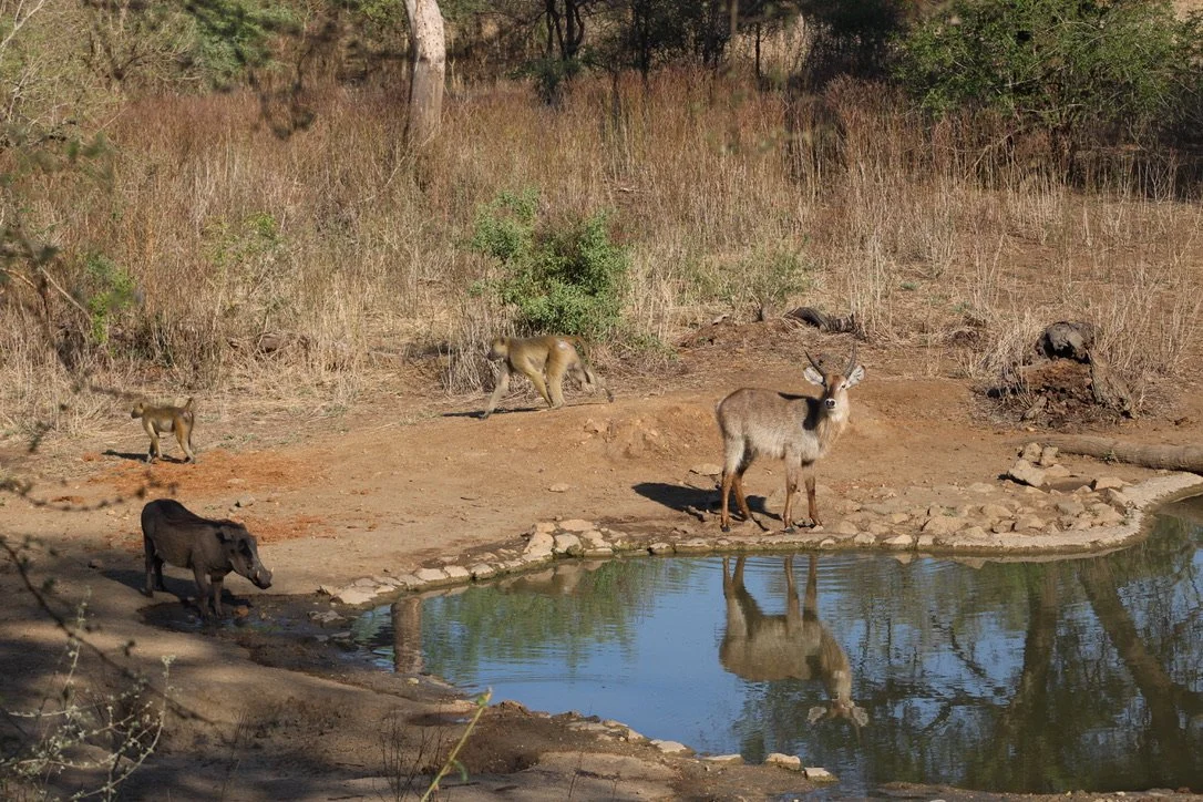 A group of animals, including a deer, a warthog, and two young lions, around a waterhole in a dry, grassy landscape.