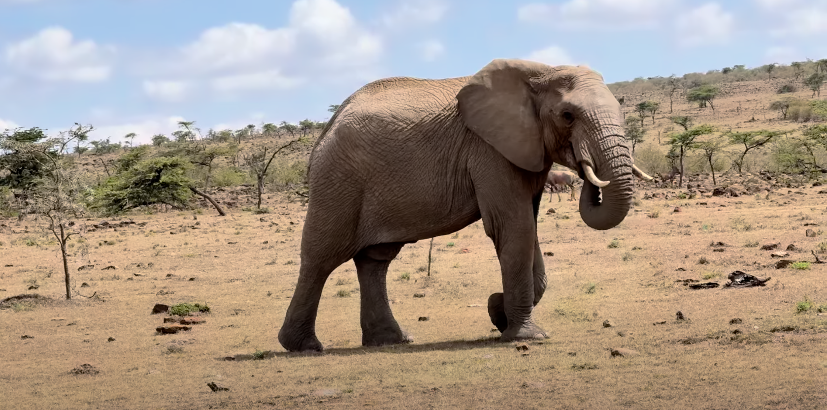 Lone elephant strides across Kenya’s dry plains