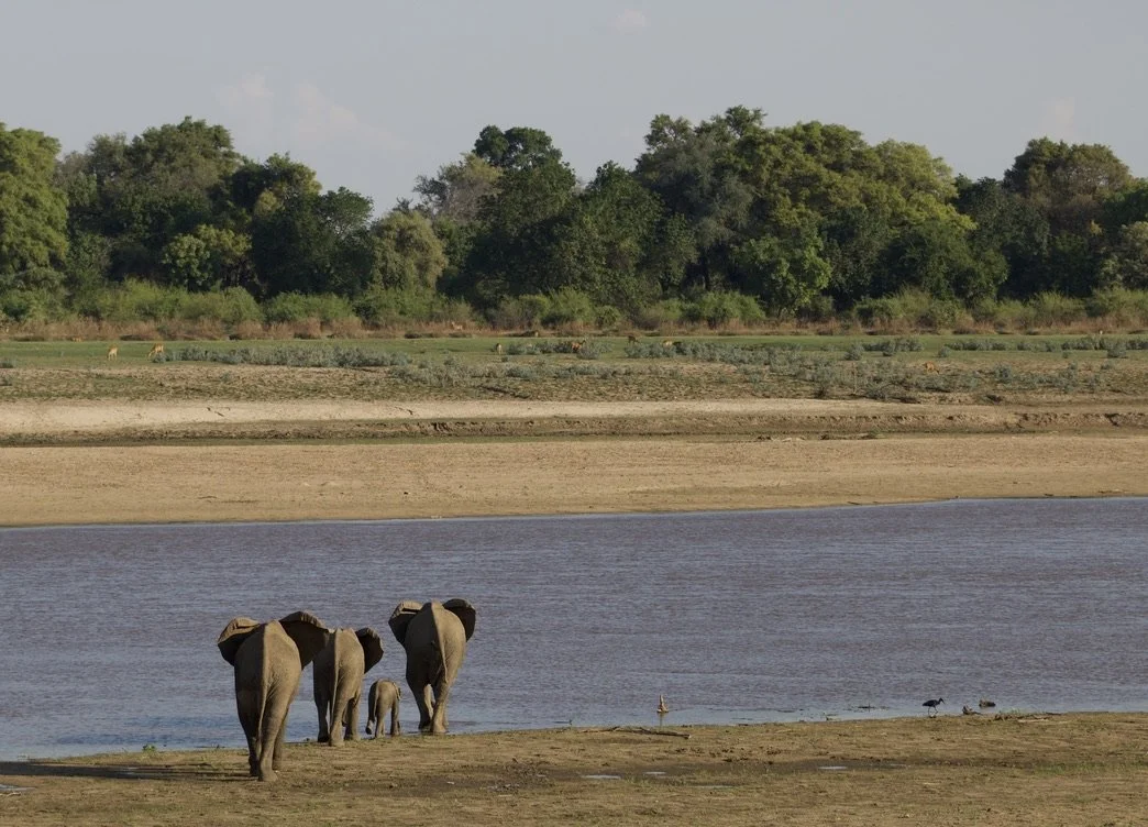Elephants at the edge of a river in a natural landscape with trees in the background.