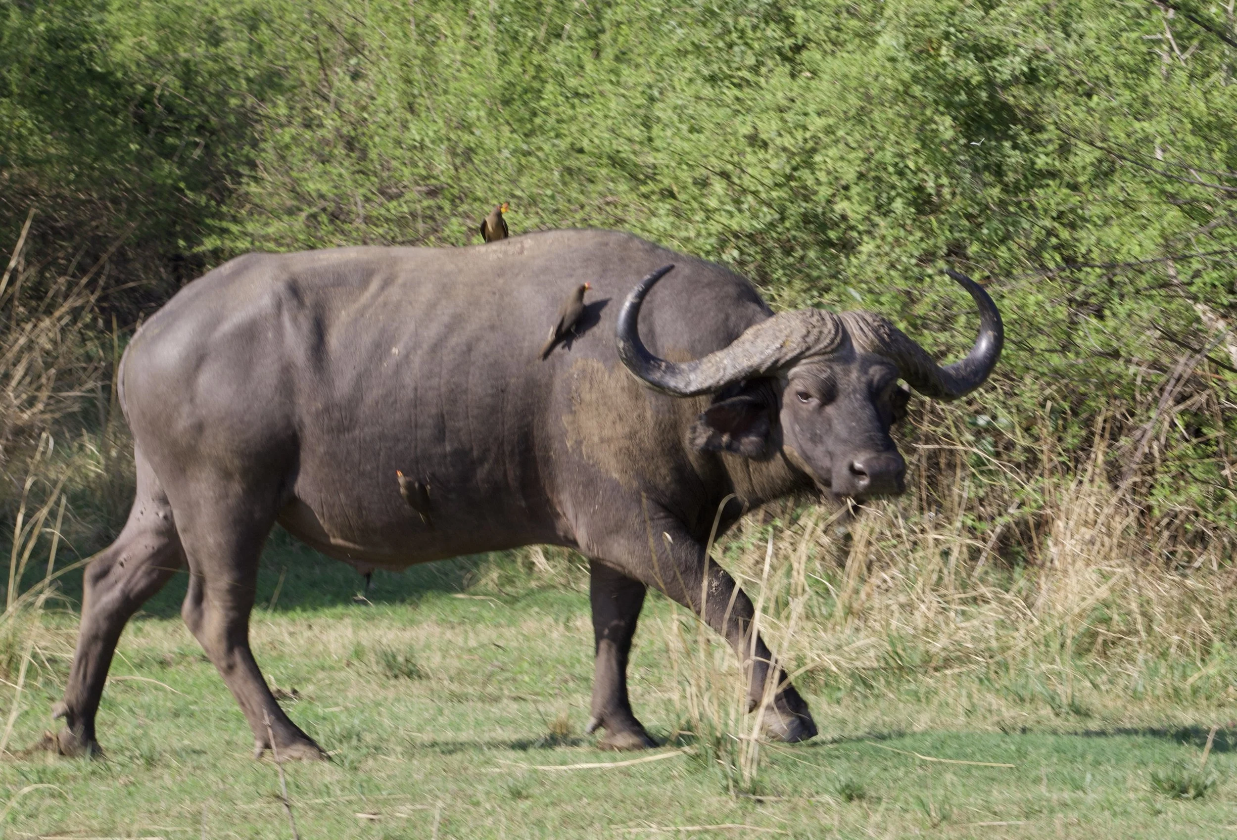 Cape buffalo grazing in an African safari reserve