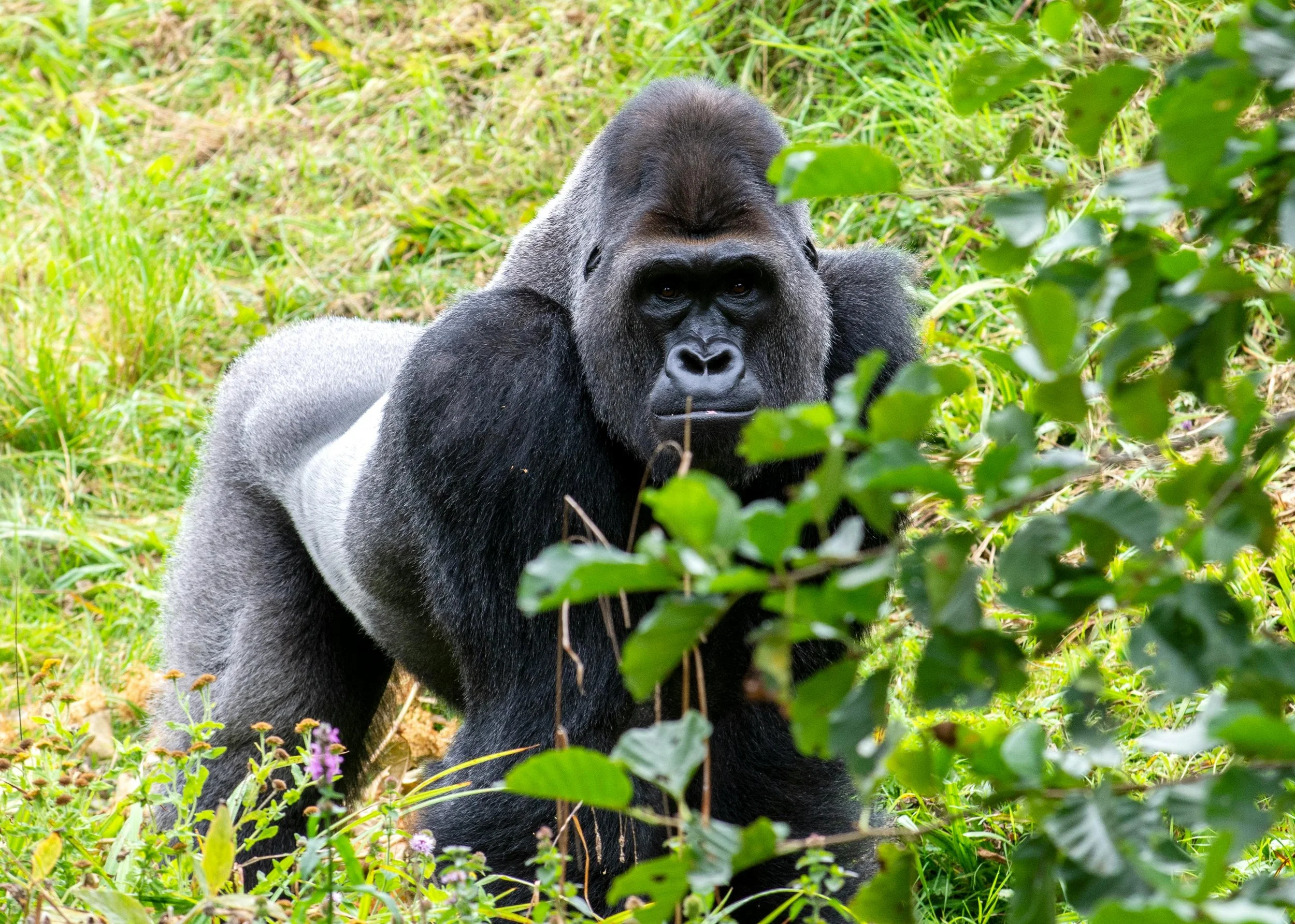 Wild gorilla in Uganda