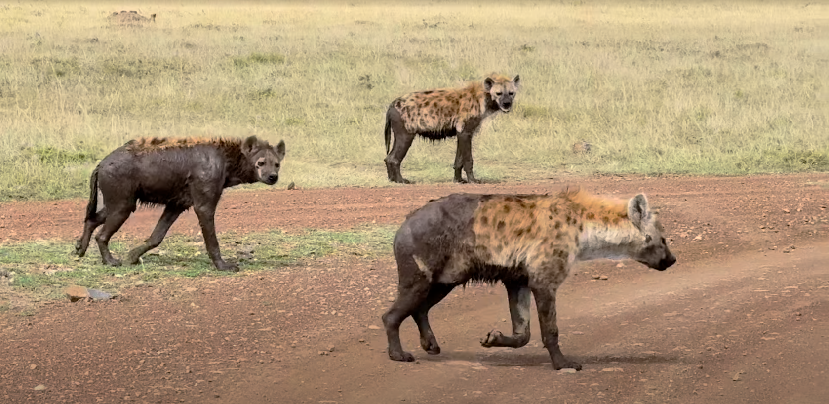 Three spotted hyenas patrol a dusty path in Kenya’s savanna