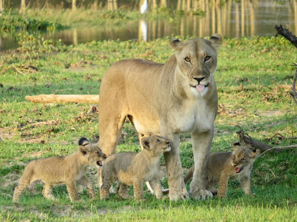 A lioness with four lion cubs on a grassy riverbank.