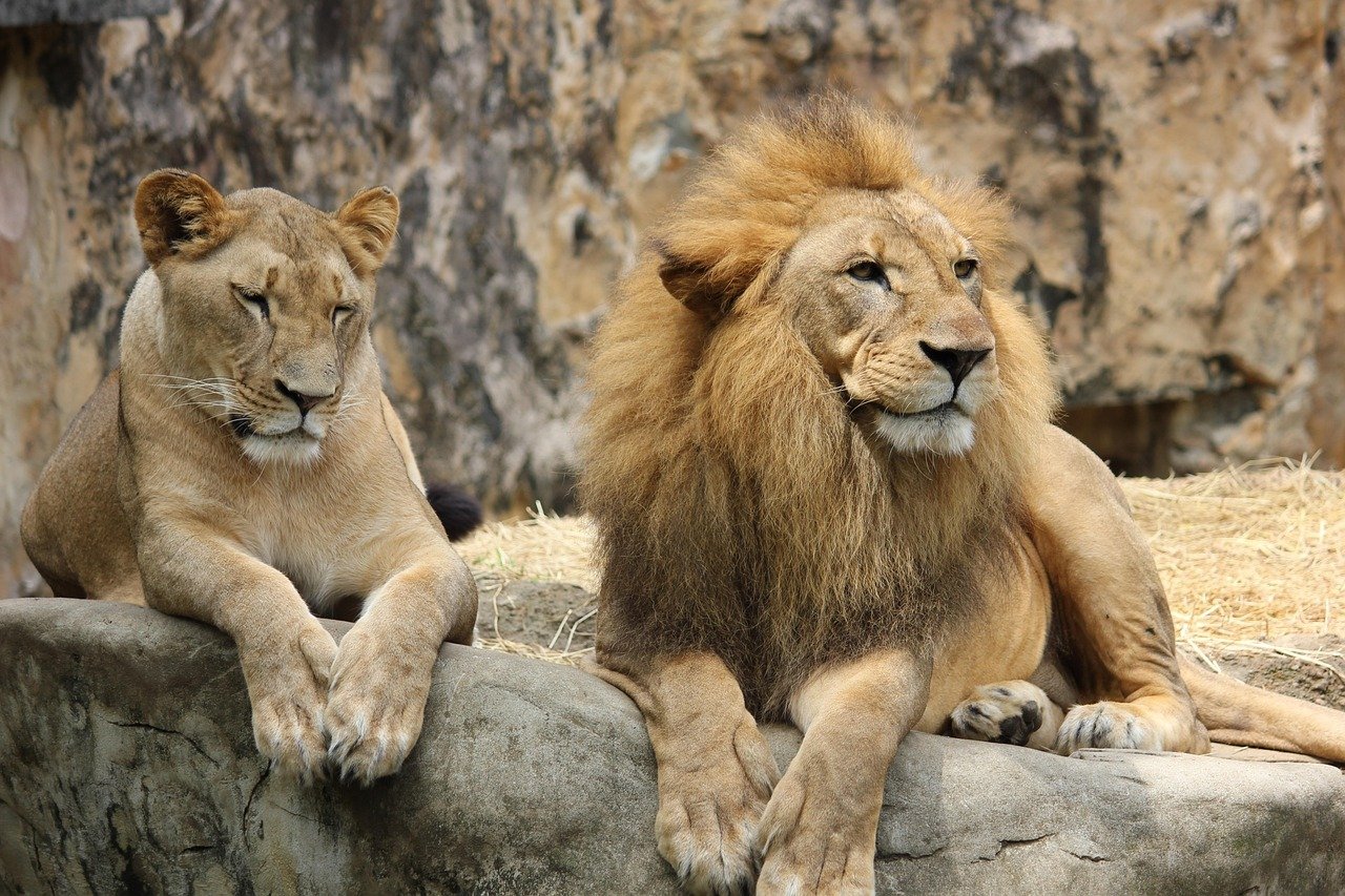 A lion and lioness rest side by side on a stone ledge