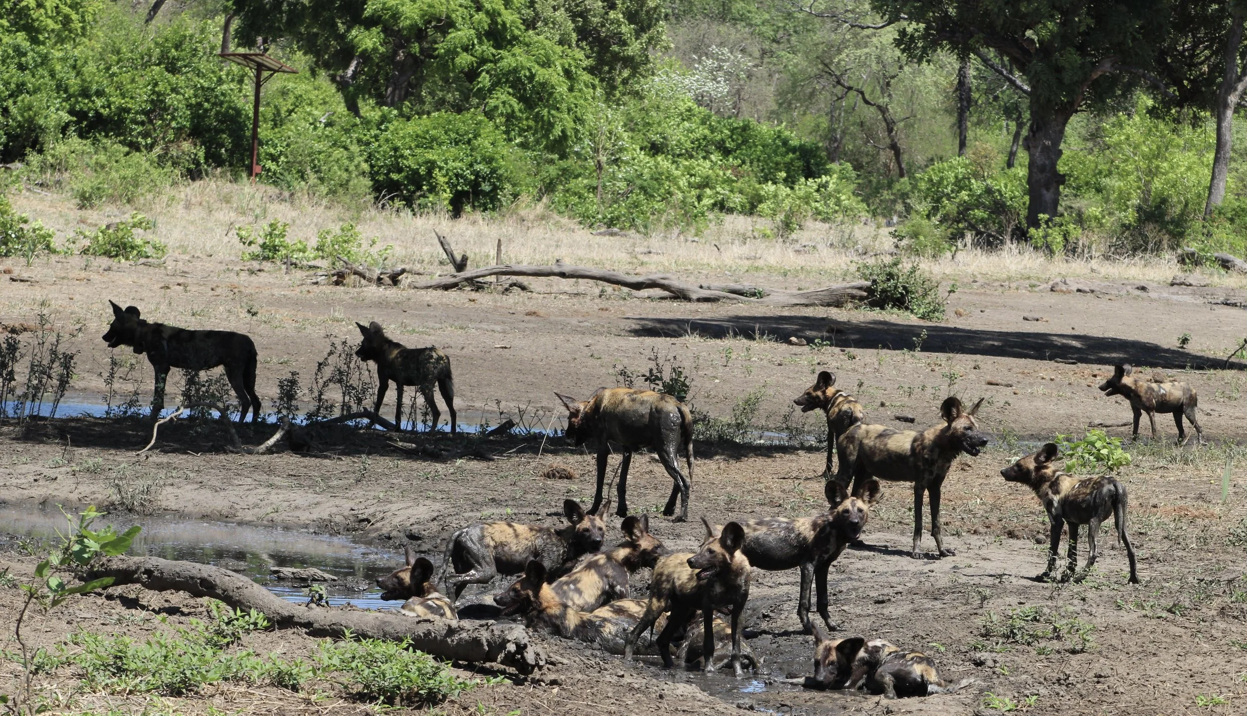 Group of African wild dogs roaming together in an African wildlife reserve.