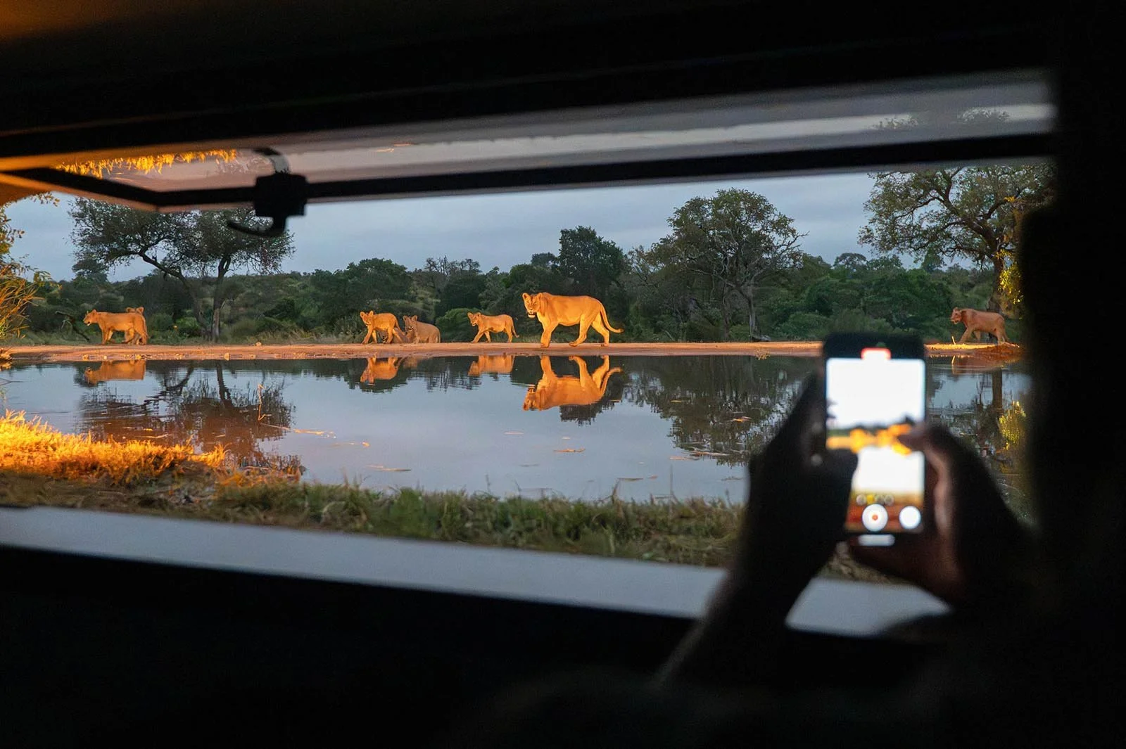 A person in a vehicle is taking a photo of lions near a waterhole at sunset, with some lions walking on the ground and their reflections visible in the water.