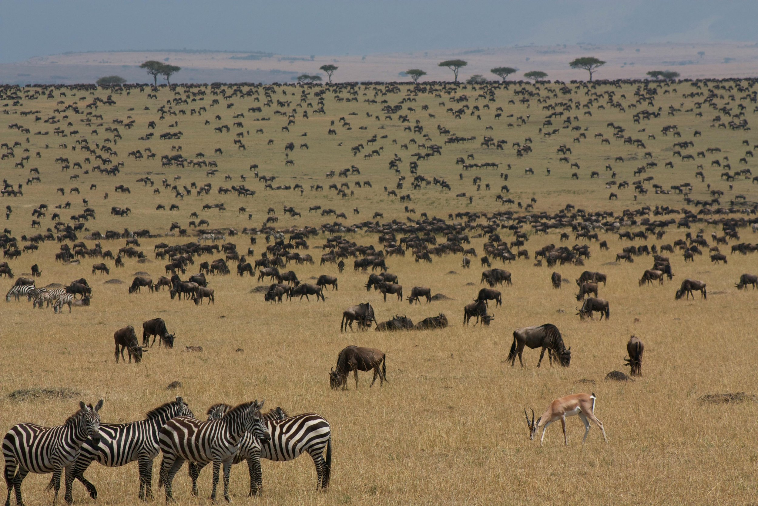 Wildebeest calving season in the Serengeti with newborn calves and predators on African safari"