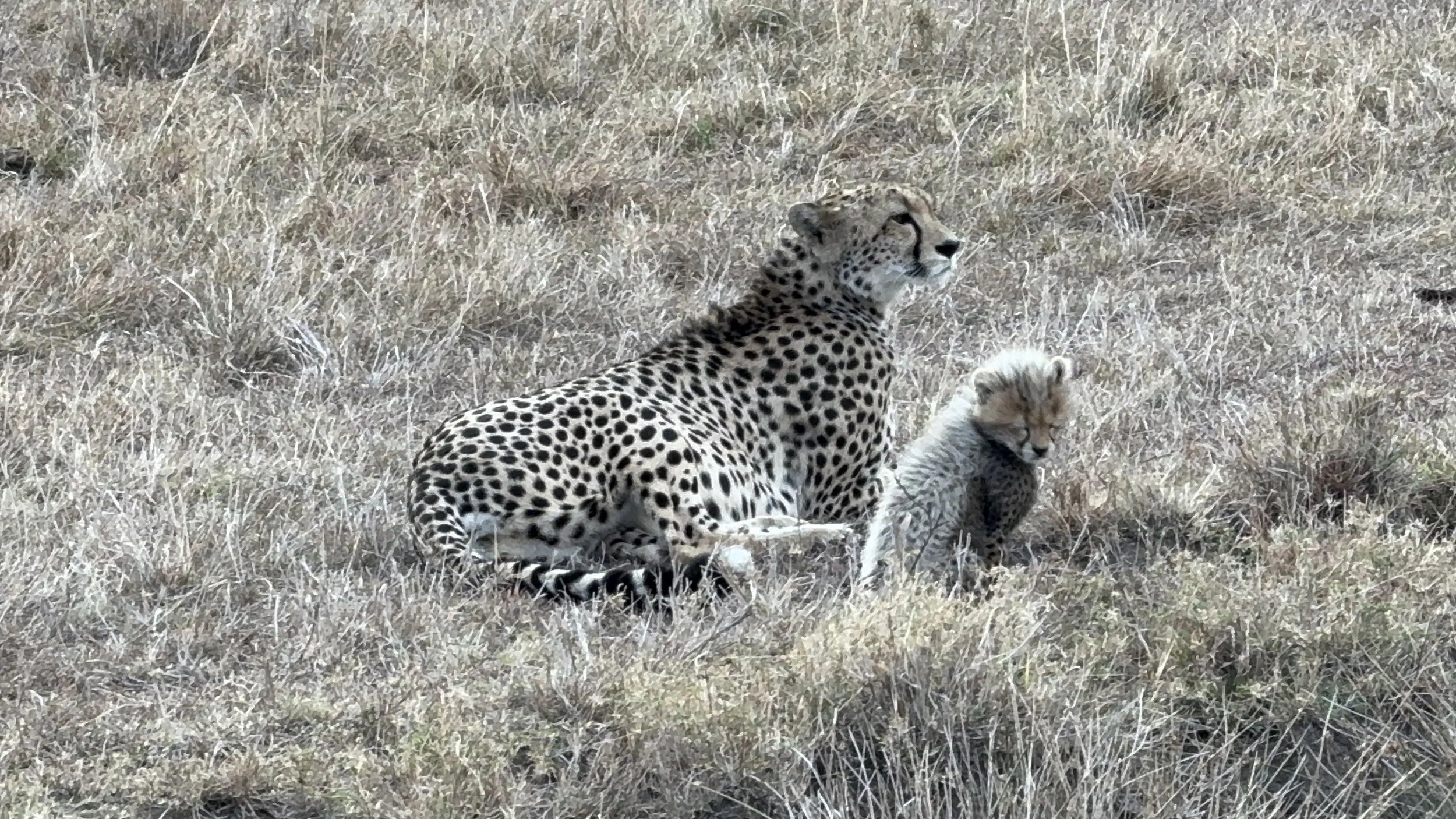 Alert cheetah with cub in a grassy African wildlife reserve near forest edge