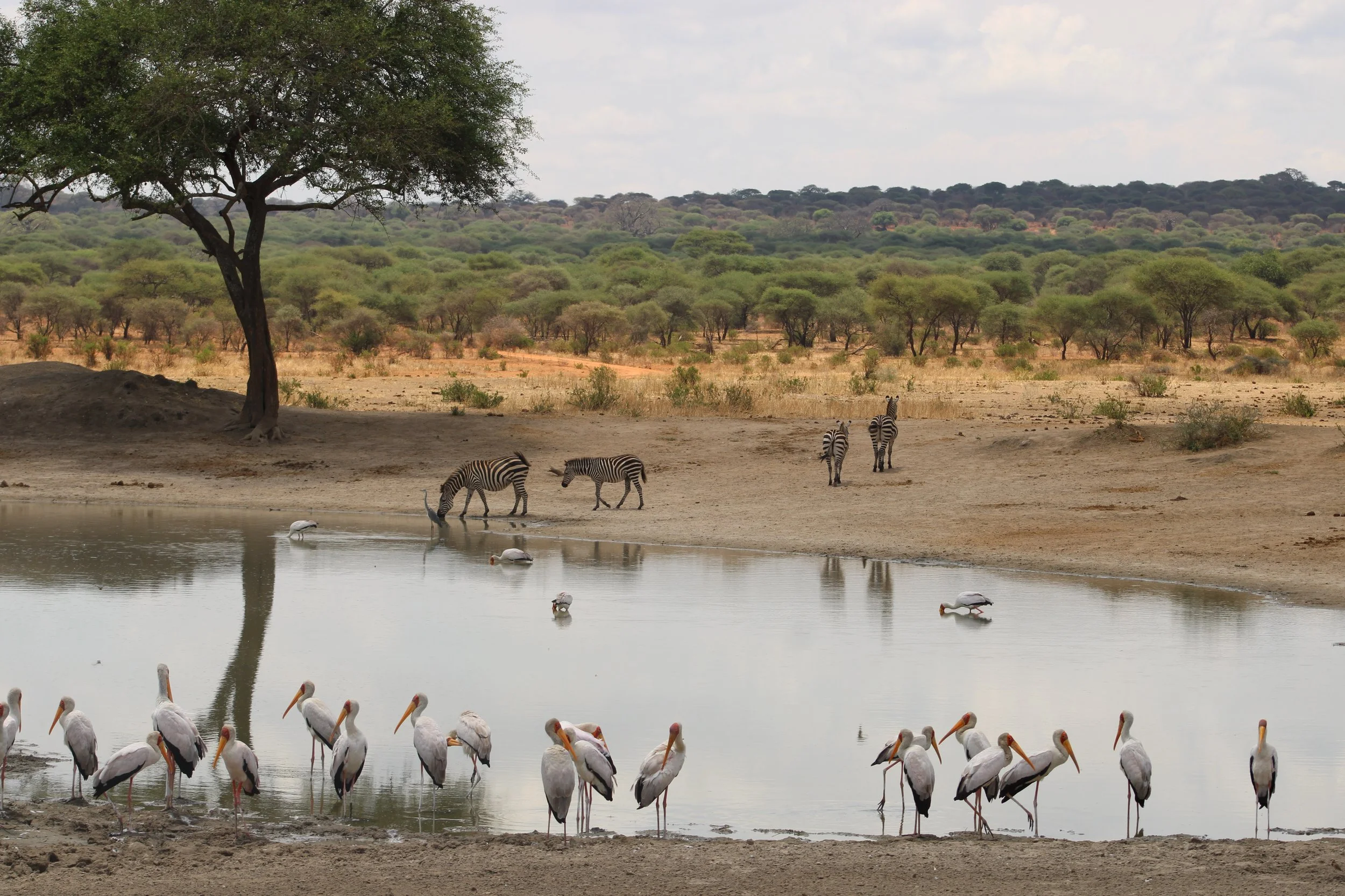 Yellow-billed storks and zebras gather peacefully at a Tanzanian watering hole, framed by savanna trees and open plains