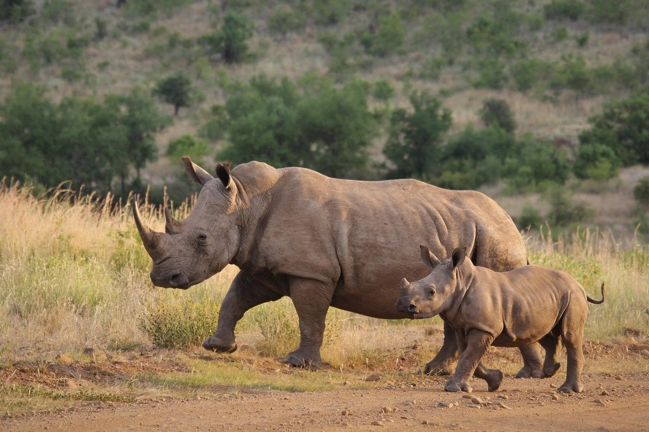 A mother and young rhino walk side by side through South Africa’s grassy wilderness