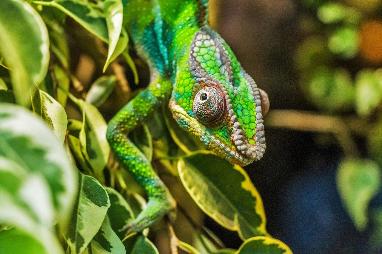 A vividly coloured chameleon clings to variegated leaves in Madagascar
