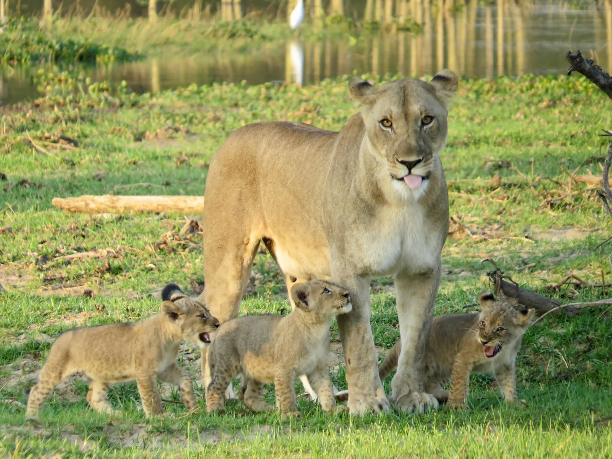 A lioness with four lion cubs in a grassy area near water, some cubs are standing and one is sitting, all with playful expressions.