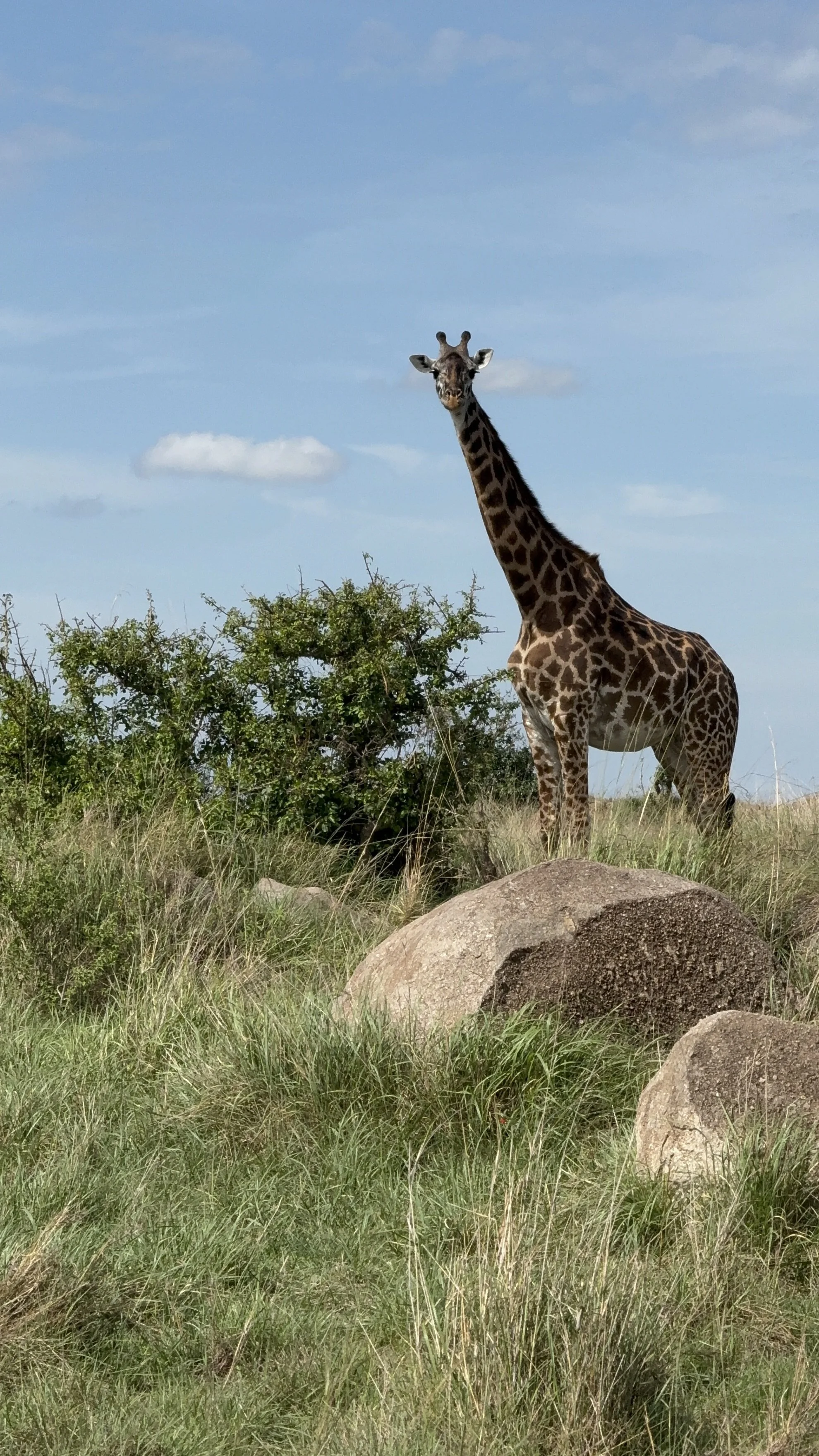 Tall giraffe browsing acacia trees in an African safari reserve