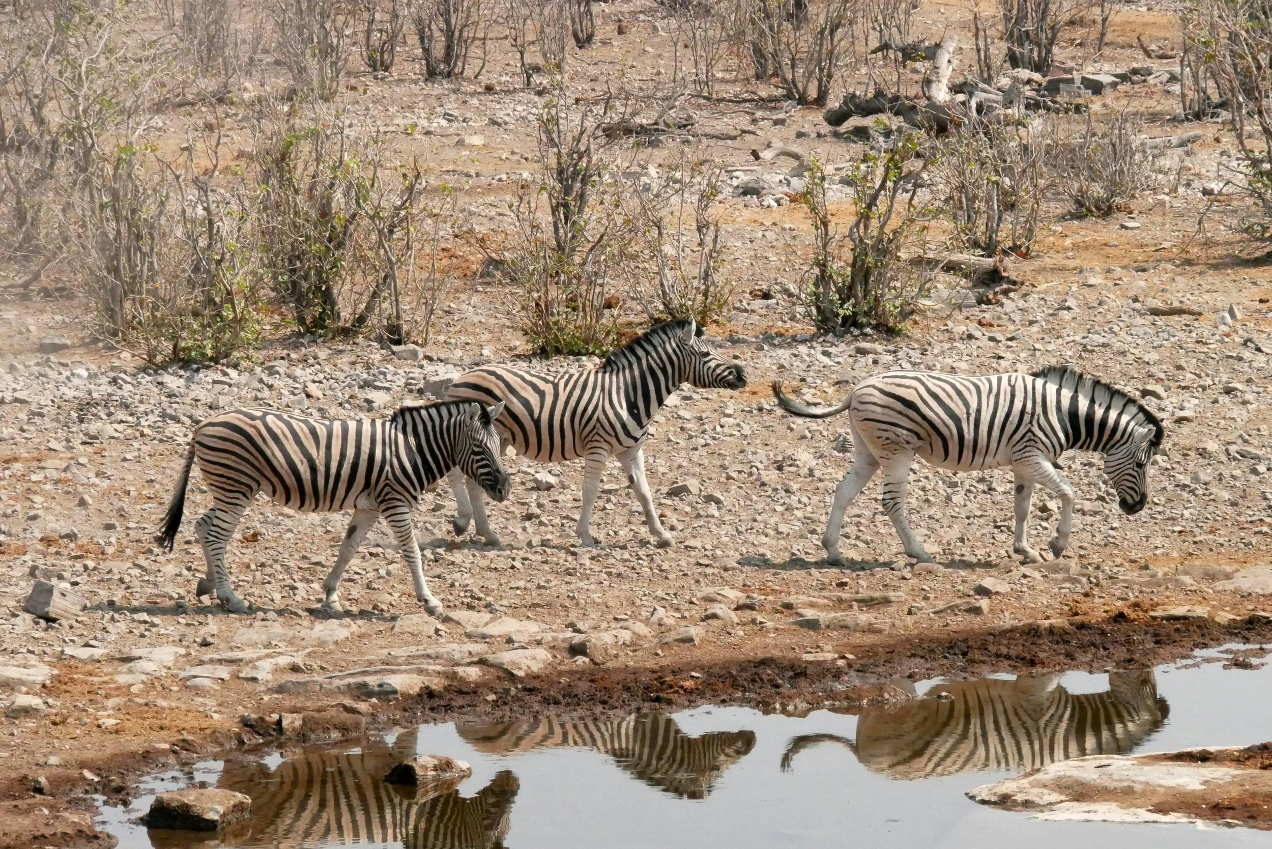 Herd of zebras grazing on golden savannah grassland during Africa’s dry season safari