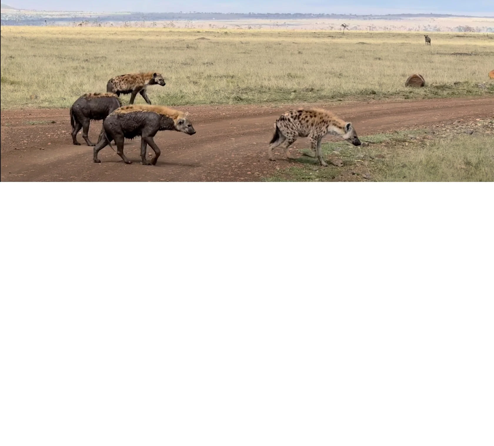 Five hyenas moving through open savanna under a wide horizon in a remote safari setting