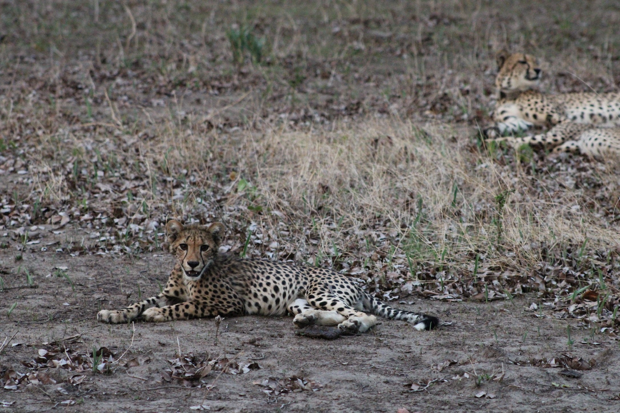 A cheetah lying on the ground with other cheetahs resting in the background in a dry natural setting.