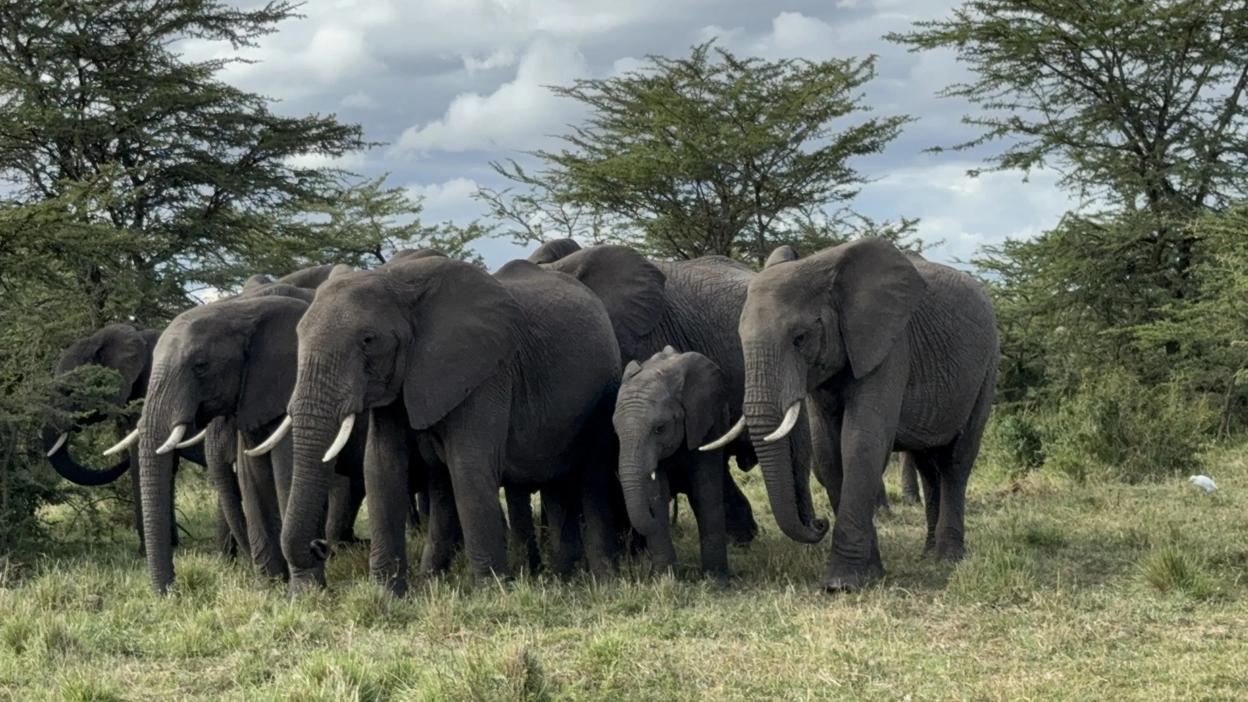 Herd of elephants grazing on safari in Zimbabwe with golden savannah landscape