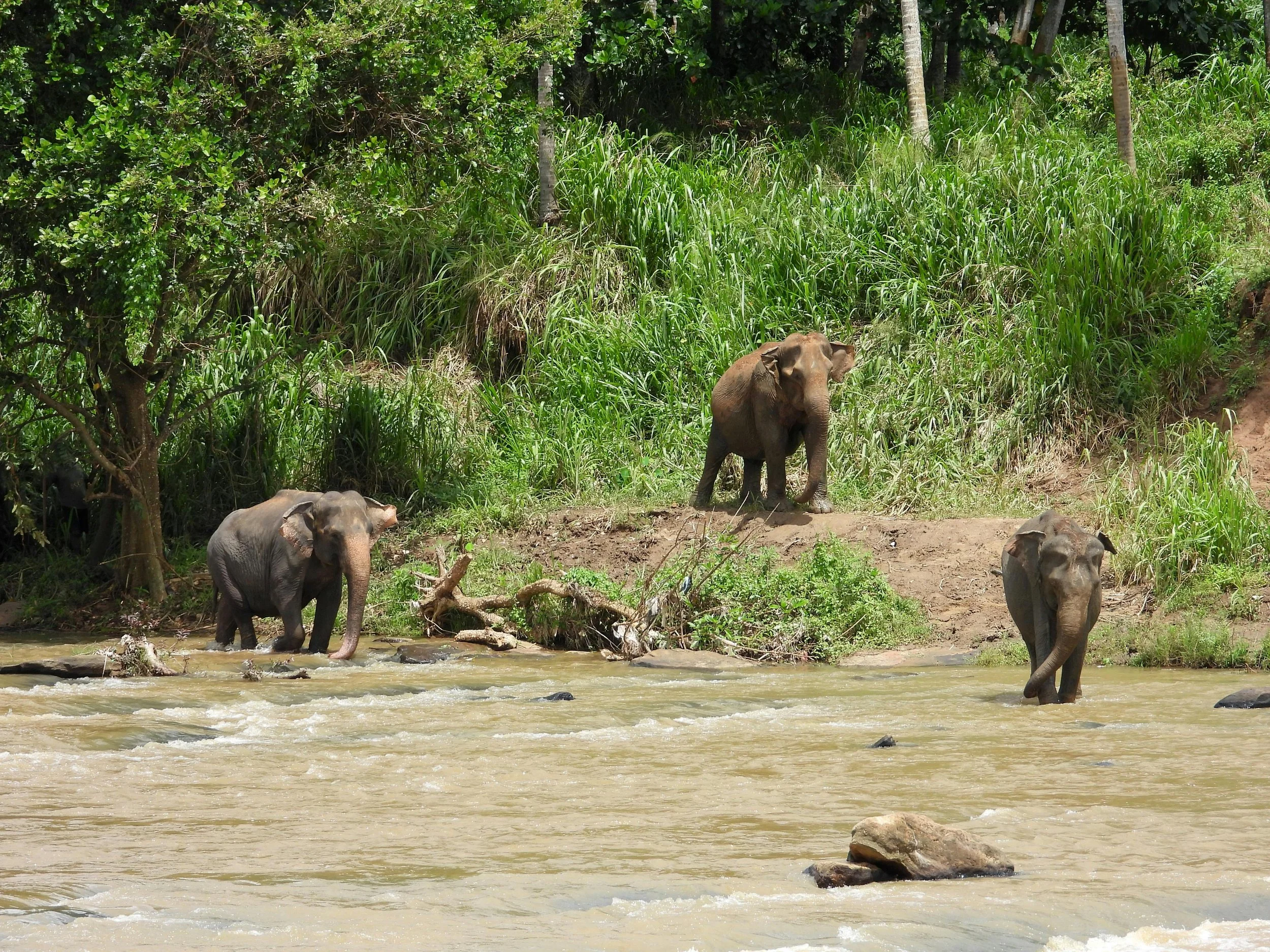 Group of elephants wading through river waters during safari in Botswana’s Okavango Delta