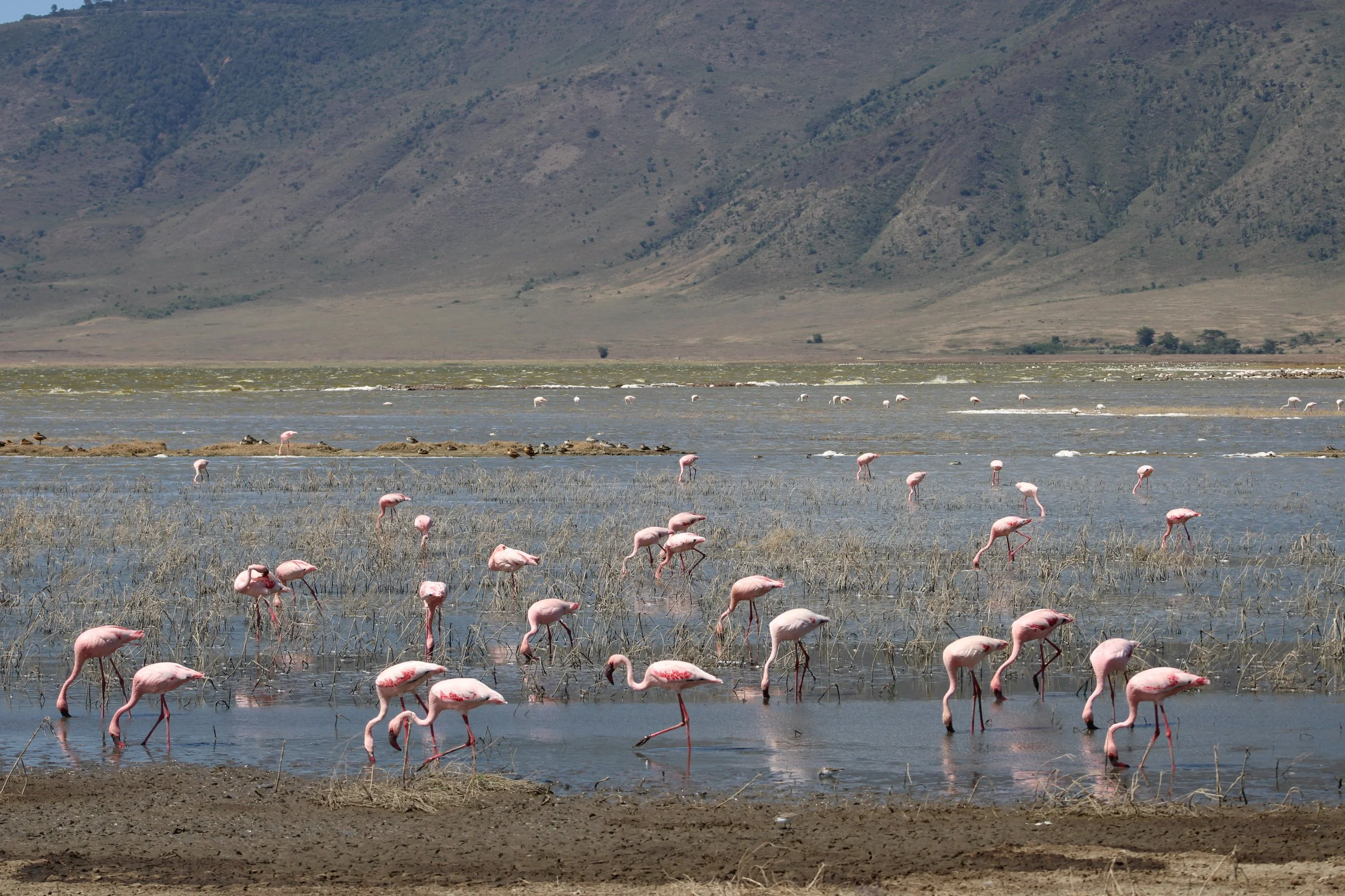 Flock of flamingos feeding in a shallow lake in an African wildlife reserve