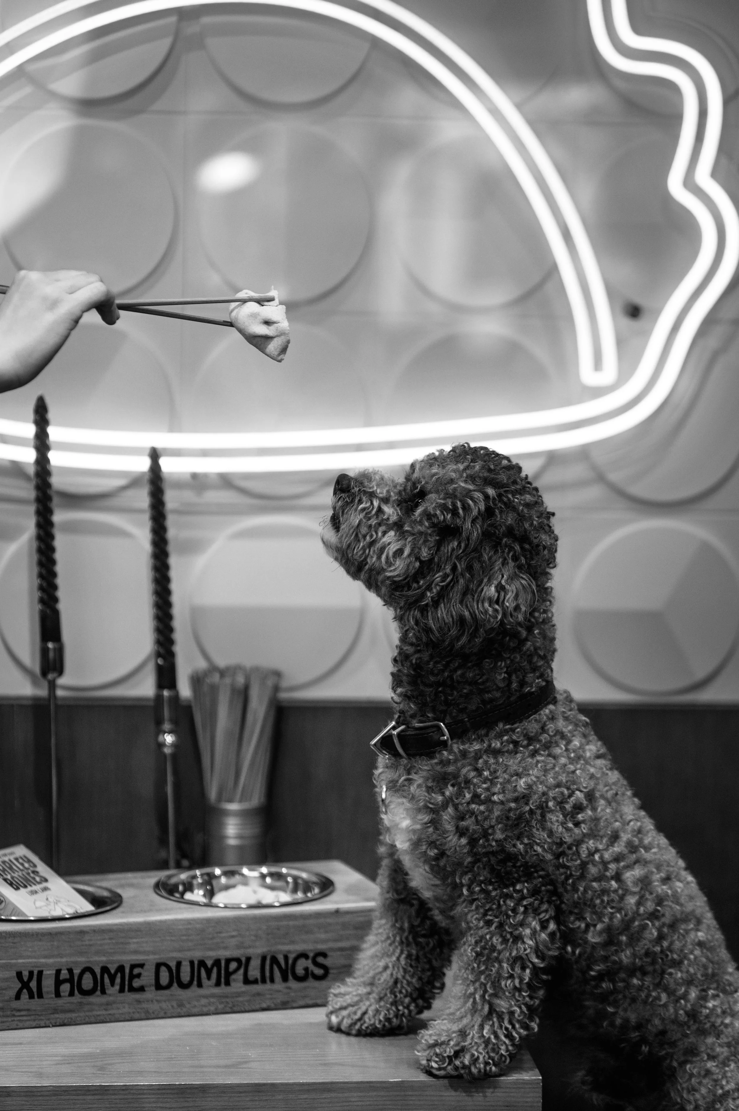 Our Mascot Smiggle sitting at a table with a metal bowl and a menu, with a sign reading "XL Home Dumplings" on the table, in front of a wall decorated with circular patterns and neon lights. He loves Noodle and Beer..