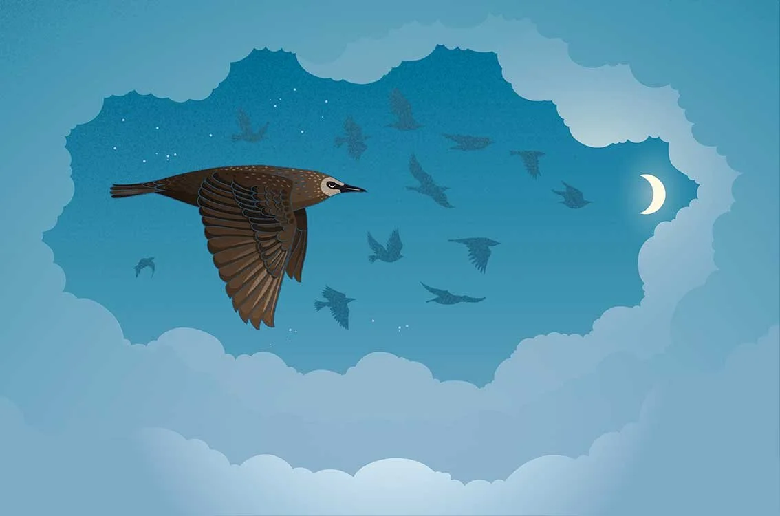 Illustration for Sleepcycle