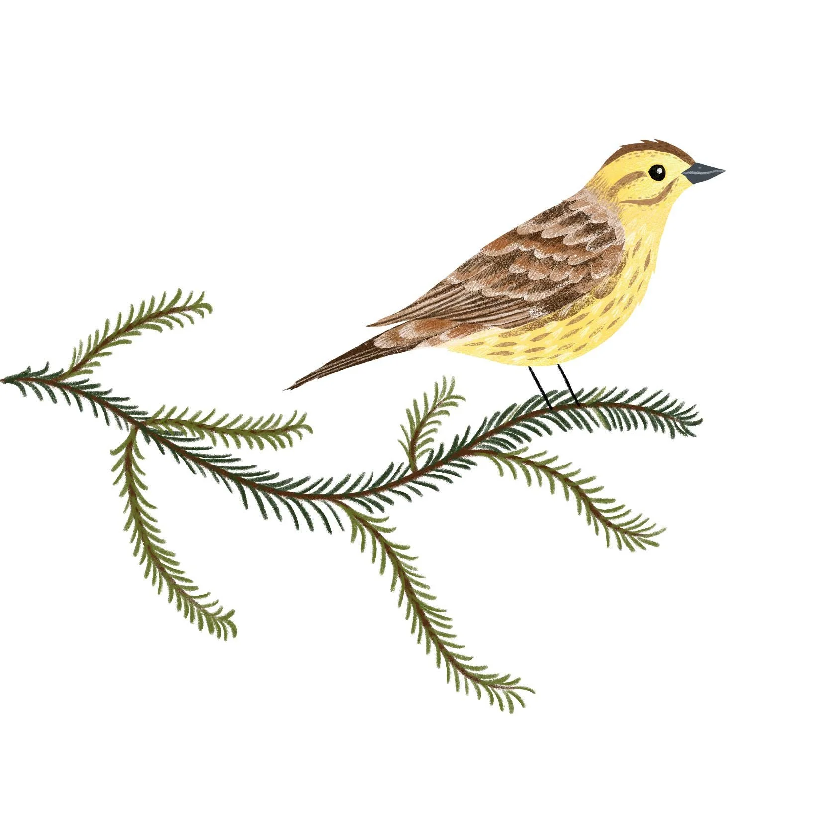 bird-yellowhammer-illustration-viktoriaastrom.jpg