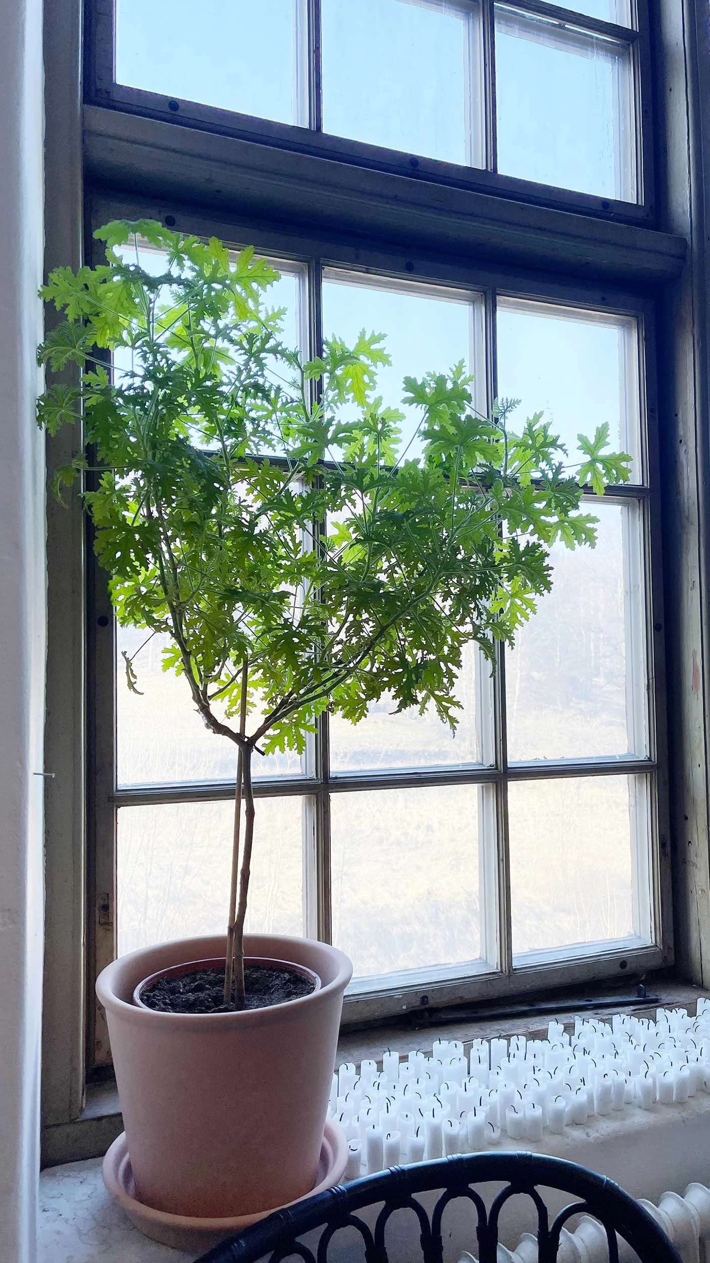 I wish my geranium looked like this!