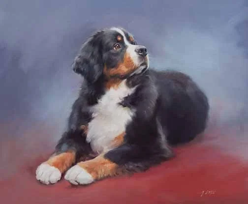 JS 448 Bernese Mountain Dog