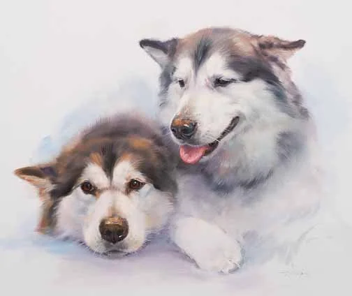 JS 592 Alaskan Malamutes