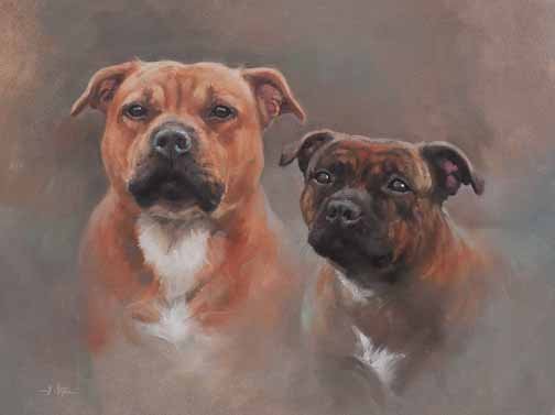 JS 438 Staffordshire Bull Terriers