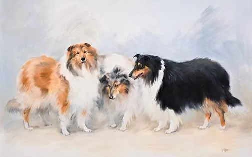 JS 282 Rough Collies