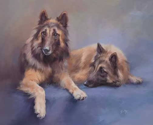 JS 447 Belgian Shephherd Dogs (Tervueren)