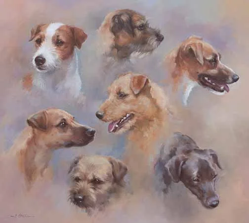 JS 468 Terriers
