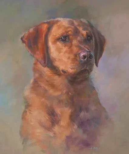 JS 593 Labrador Retriever