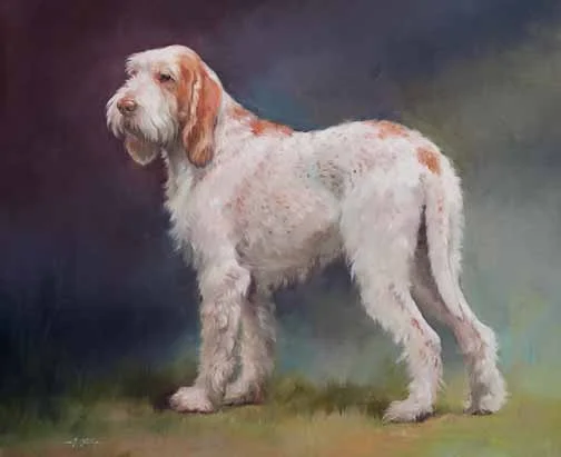 JS 433 Italian Spinone