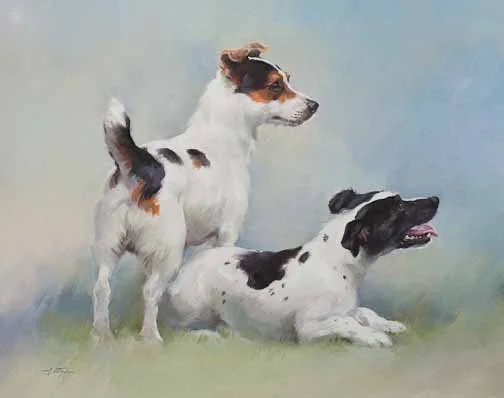 JS 466 Jack Russell Terriers