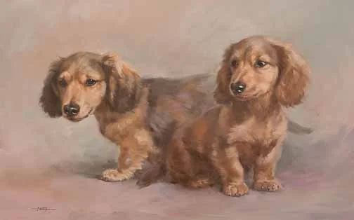 JS 543 Miniature Long Haired Dachshund Pups