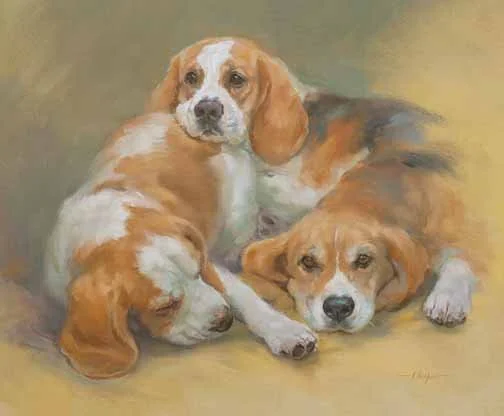 JS 625 Beagles