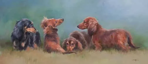 JS 442 Miniature Long Haired Dachshunds