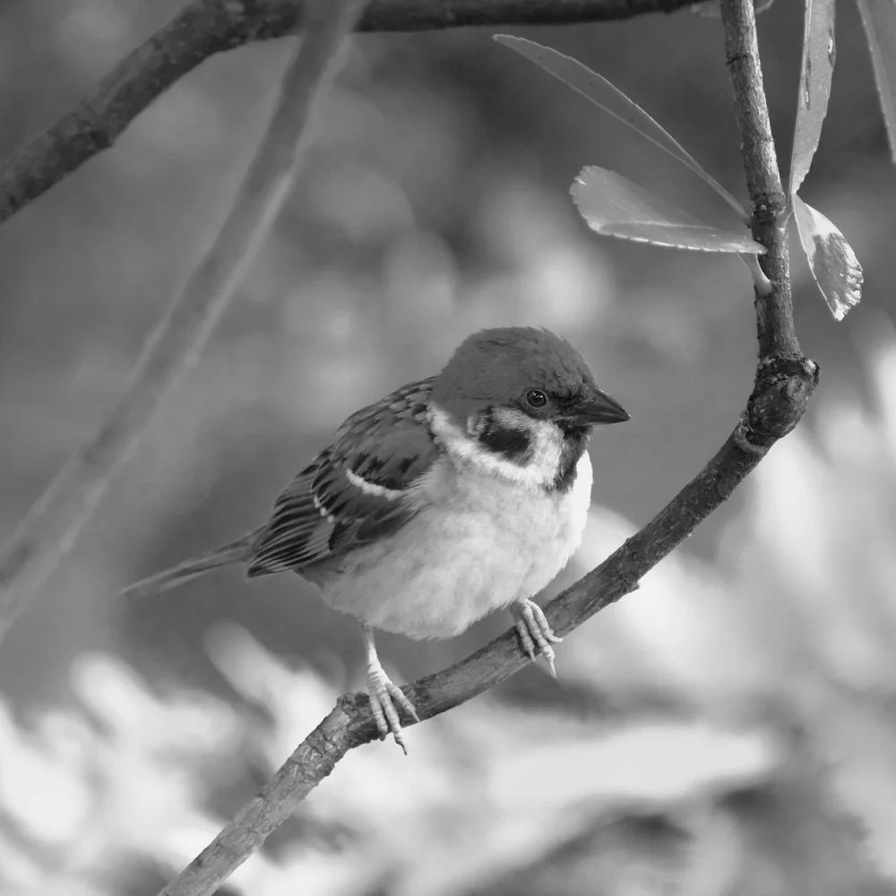 A sparrow in the garden