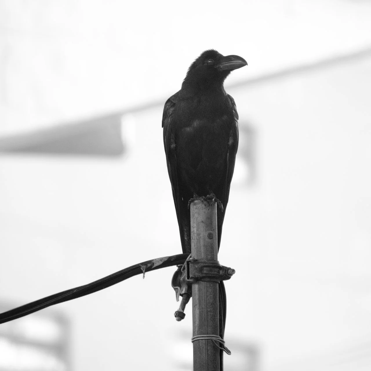Crow