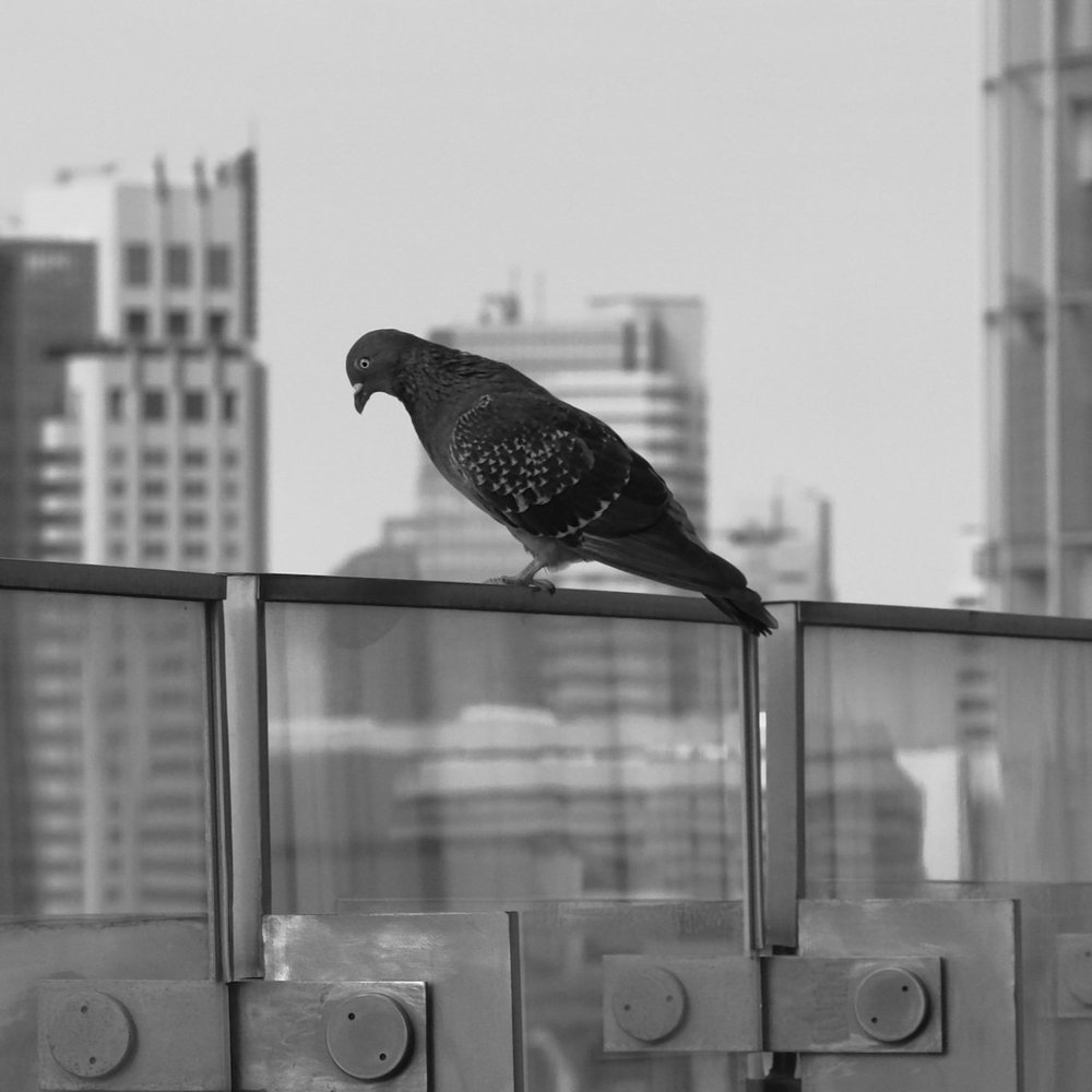東京オフィス街の鳩