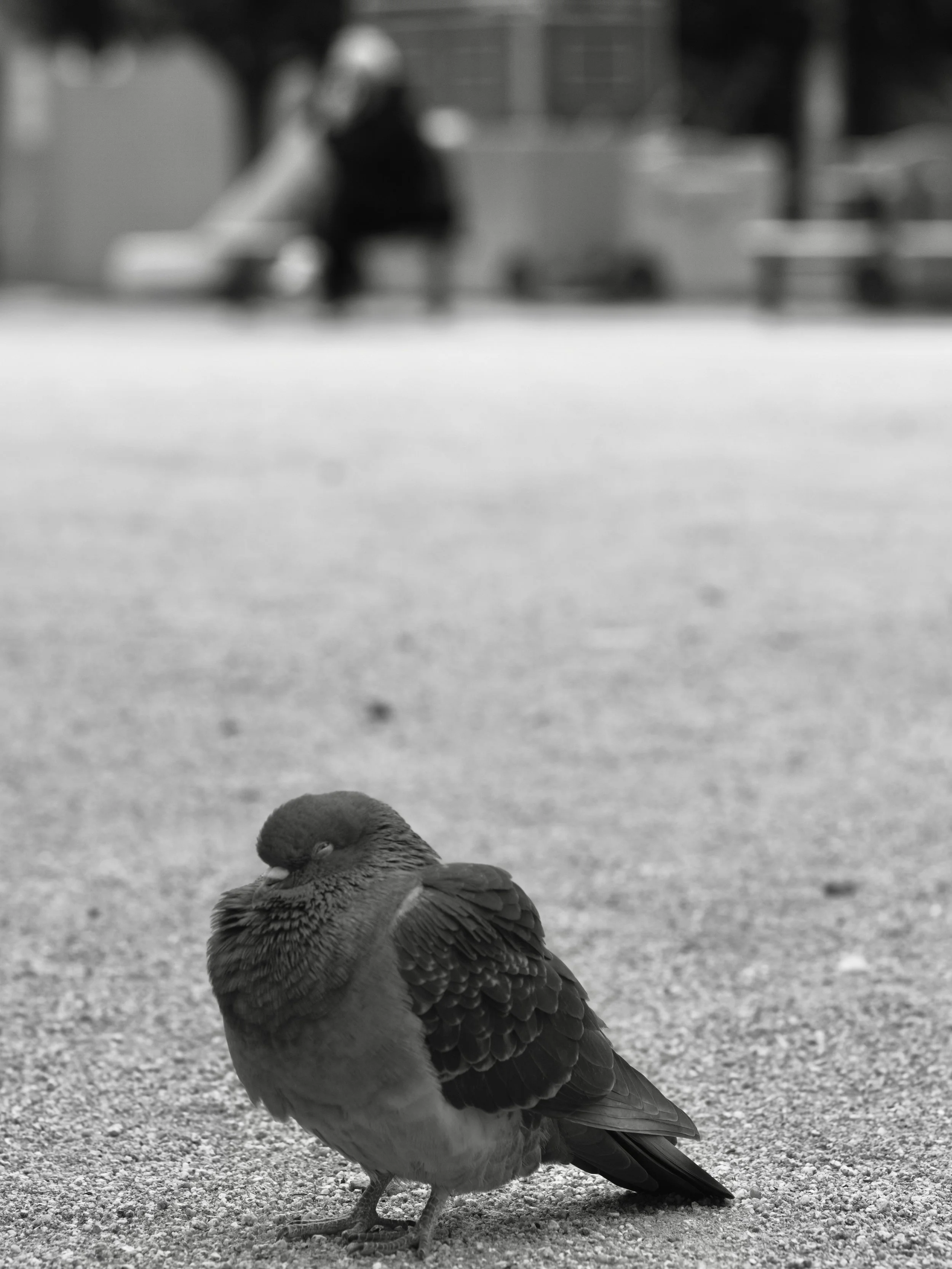 The pigeon ponders