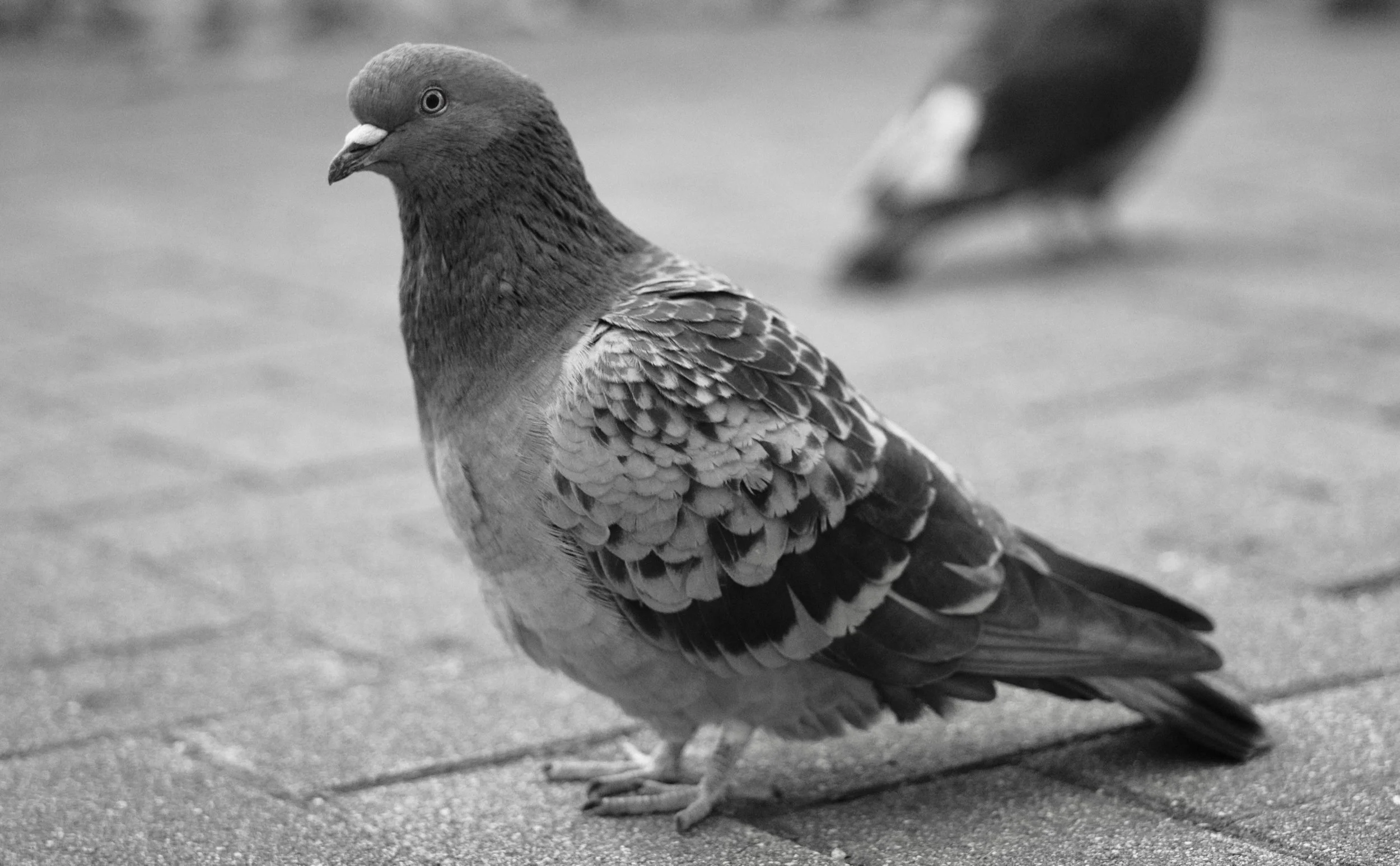 薄日がさしてるって気持ち良いね