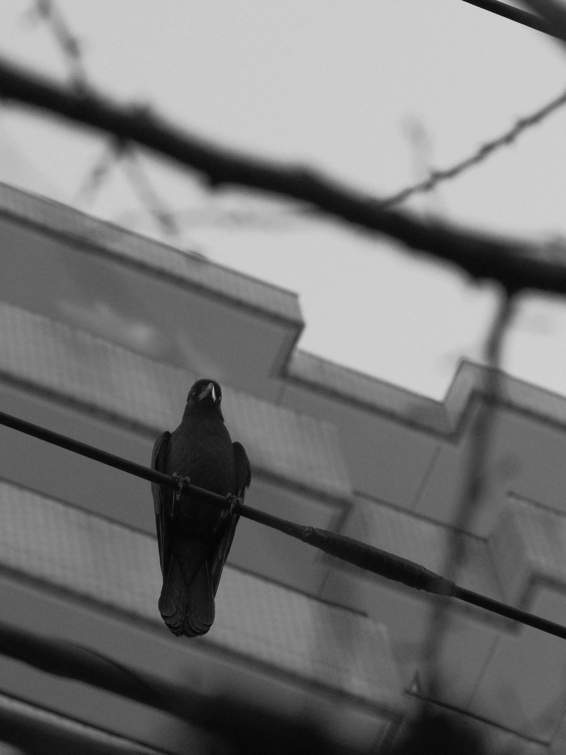 Bird on a Wire